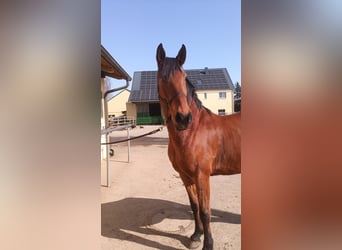 Andalusier, Wallach, 8 Jahre, 165 cm, Brauner