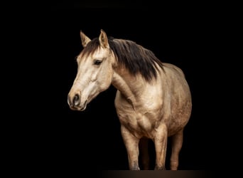 Andalusier, Wallach, 8 Jahre, 165 cm, Buckskin