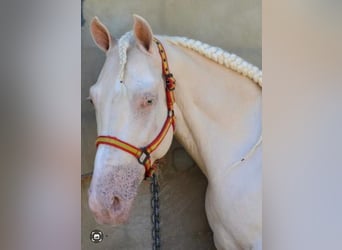 Andalusier, Wallach, 8 Jahre, 165 cm, Cremello