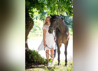 Andalusier, Wallach, 8 Jahre, 165 cm, Dunkelbrauner
