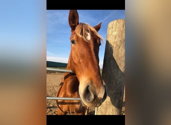 Andalusier, Wallach, 8 Jahre, 165 cm, Fuchs