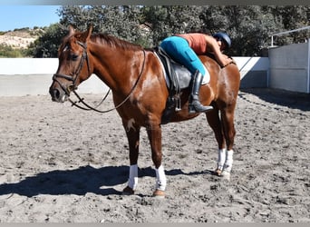 Andalusier, Wallach, 8 Jahre, 167 cm, Fuchs