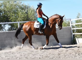 Andalusier, Wallach, 8 Jahre, 167 cm, Fuchs