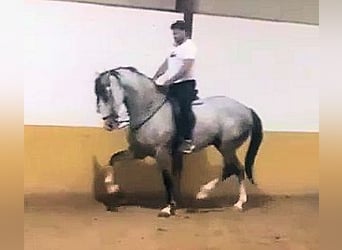 Andalusier, Wallach, 8 Jahre, 169 cm, Schimmel