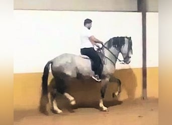 Andalusier, Wallach, 8 Jahre, 169 cm, Schimmel