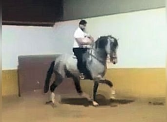 Andalusier, Wallach, 8 Jahre, 169 cm, Schimmel