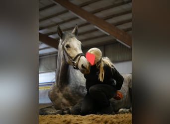 Andalusier, Wallach, 8 Jahre