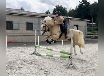 Andalusier, Wallach, 8 Jahre