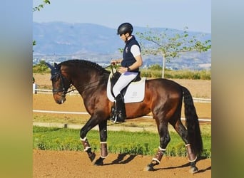 Andalusier, Wallach, 8 Jahre, Rotbrauner