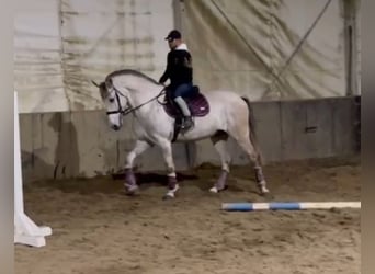 Andalusier, Wallach, 8 Jahre, Schimmel