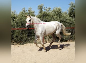 Andalusier, Wallach, 8 Jahre, Schimmel