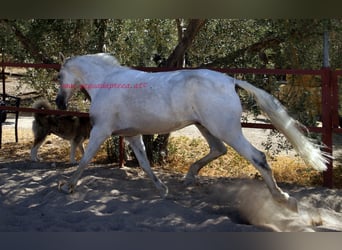 Andalusier, Wallach, 8 Jahre, Schimmel
