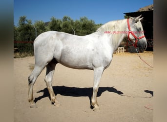 Andalusier, Wallach, 8 Jahre, Schimmel