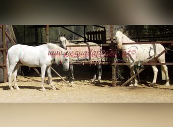 Andalusier, Wallach, 8 Jahre, Schimmel