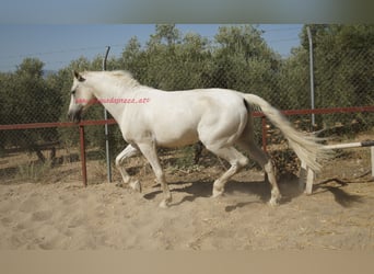 Andalusier, Wallach, 8 Jahre, Schimmel