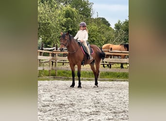 Andalusier, Wallach, 9 Jahre, 150 cm, Brauner