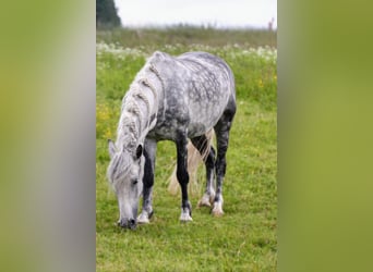 Andalusier Mix, Wallach, 9 Jahre, 151 cm, Apfelschimmel