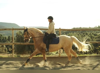Andalusier, Wallach, 9 Jahre, 153 cm, Palomino