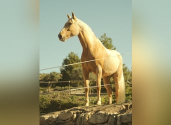 Andalusier, Wallach, 9 Jahre, 153 cm, Palomino