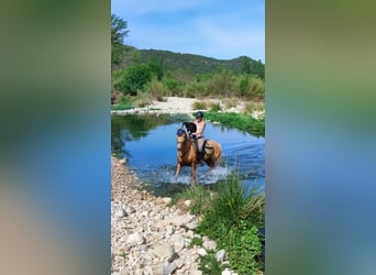 Andalusier, Wallach, 9 Jahre, 153 cm, Palomino