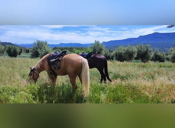 Andalusier, Wallach, 9 Jahre, 153 cm, Palomino