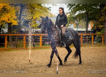 Andalusier, Wallach, 9 Jahre, 154 cm, Rappe