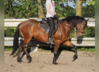 Andalusier, Wallach, 9 Jahre, 155 cm, Brauner