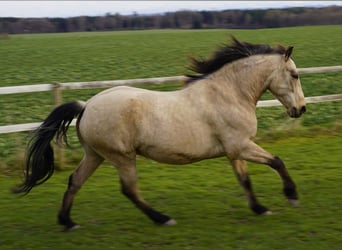 Andalusier, Wallach, 9 Jahre, 155 cm, Falbe