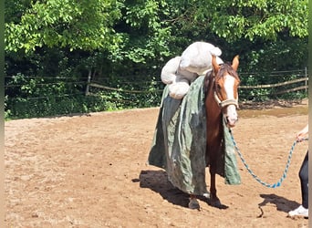 Andalusier, Wallach, 9 Jahre, 155 cm, Fuchs