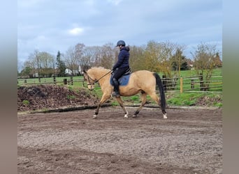 Andalusier Mix, Wallach, 9 Jahre, 156 cm, Falbe