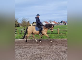 Andalusier Mix, Wallach, 9 Jahre, 156 cm, Falbe