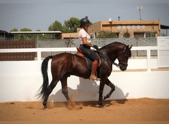 Andalusier, Wallach, 9 Jahre, 158 cm, Brauner