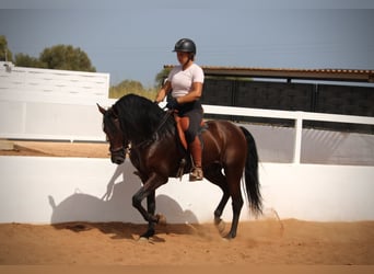 Andalusier, Wallach, 9 Jahre, 158 cm, Brauner