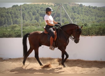 Andalusier, Wallach, 9 Jahre, 158 cm, Brauner