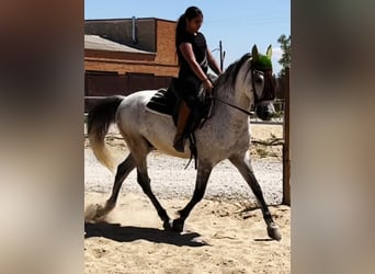 Andalusier, Wallach, 9 Jahre, 160 cm, Apfelschimmel