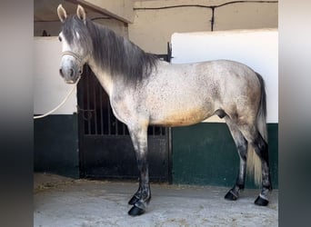 Andalusier, Wallach, 9 Jahre, 160 cm, Apfelschimmel