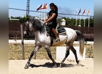 Andalusier, Wallach, 9 Jahre, 160 cm, Apfelschimmel