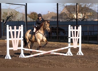 Andalusier, Wallach, 9 Jahre, 160 cm, Buckskin