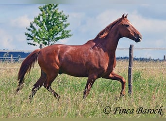 Andalusier, Wallach, 9 Jahre, 160 cm, Fuchs