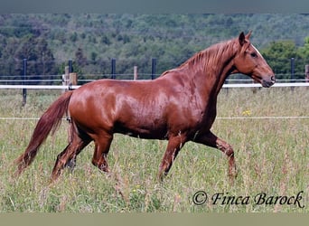 Andalusier, Wallach, 9 Jahre, 160 cm, Fuchs