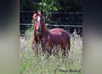 Andalusier, Wallach, 9 Jahre, 160 cm, Fuchs