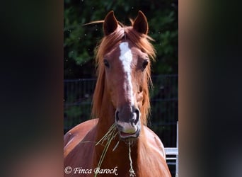 Andalusier, Wallach, 9 Jahre, 160 cm, Fuchs