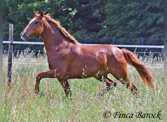 Andalusier, Wallach, 9 Jahre, 160 cm, Fuchs
