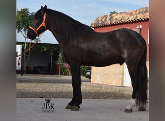 Andalusier Mix, Wallach, 9 Jahre, 160 cm, Rappe