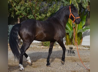 Andalusier Mix, Wallach, 9 Jahre, 160 cm, Rappe