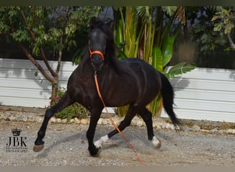 Andalusier Mix, Wallach, 9 Jahre, 160 cm, Rappe