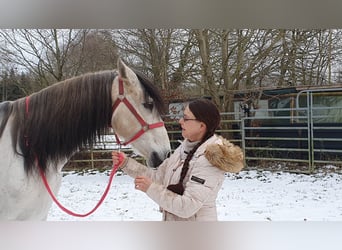 Andalusier, Wallach, 9 Jahre, 161 cm, Schimmel