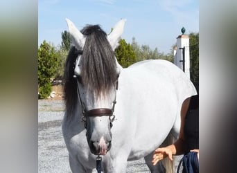 Andalusier, Wallach, 9 Jahre, 161 cm, Schimmel