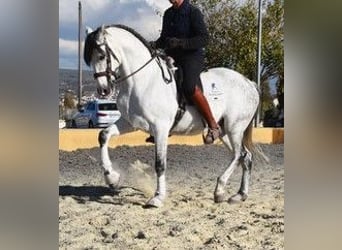 Andalusier, Wallach, 9 Jahre, 161 cm, Schimmel