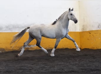 Andalusier, Wallach, 9 Jahre, 161 cm, Schimmel